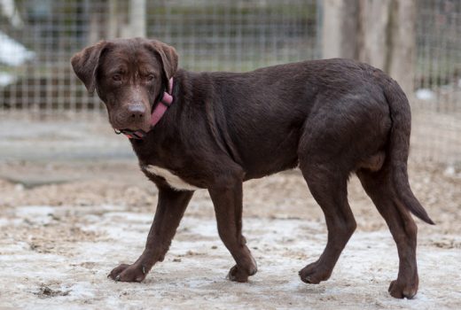 Rudi, Labrador, unbekannt
