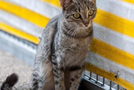 Antonia, EKH, Okt. 2018