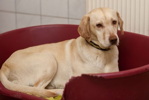 Ella, Labrador, unbekannt