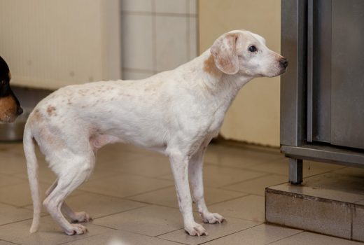 Coca, Labrador, unbekannt