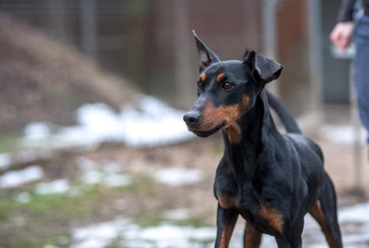 Hero, Pinscher, 2010