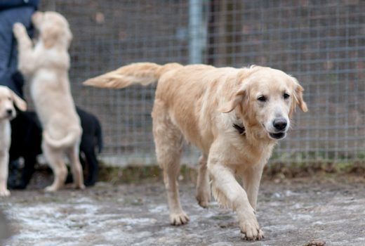 Mila, Retriever, unbekannt