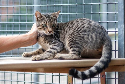 Toni, EKH, Okt. 2018