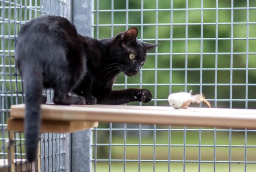 Baghira, EKH, Juni 2018