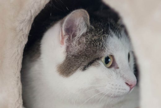 Pepone, EKH, Mai 2018