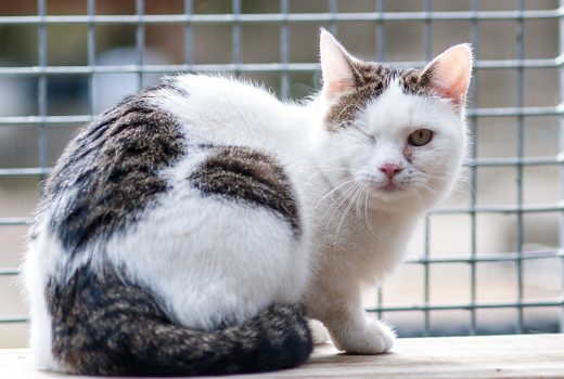 Mariechen, EKH, 2014