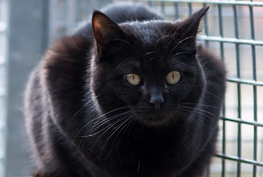 Pino, EKH, April 2018