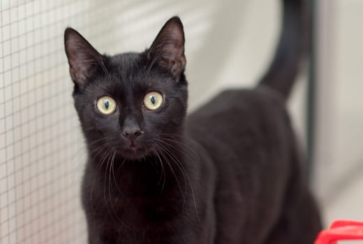 Kalle, EKH, 03.06.2018