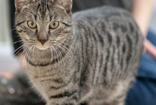 Barney, EKH, Juni 2018