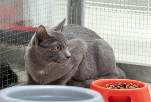 Lanzelot, EKH, Juni 2018