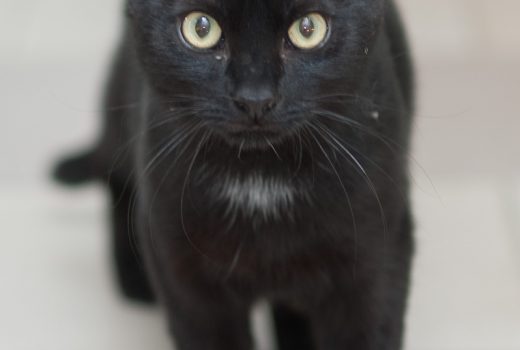 Fabio, EKH, Juli 2018