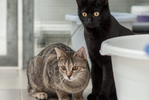 Bessi, EKH, 08.06.2018