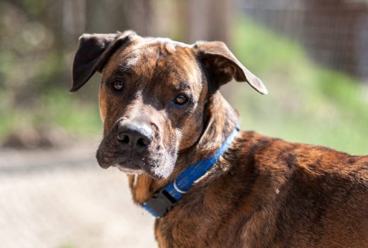 Arthur, Boxer, 2014