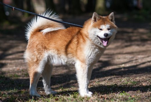 Sascha, Akita Inu, 2018