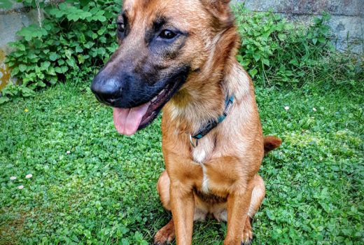Xenia, Malinois, Nov. 2018 – vermittelt