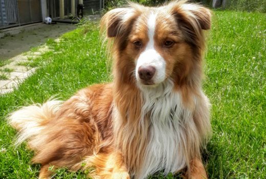 Balu, Australian Shepherd, 2016