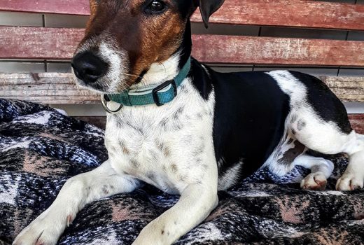 Rexi, Fox-Terrier, 2017
