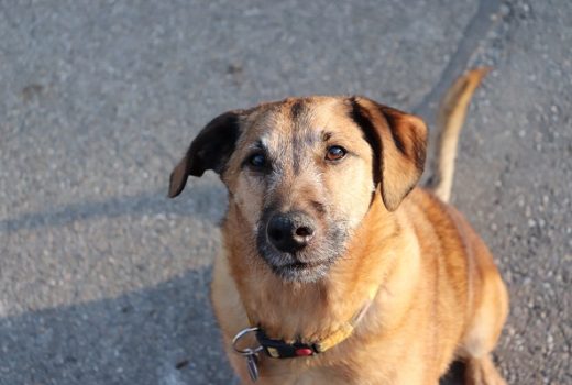 Terry, Terriermix, 2010