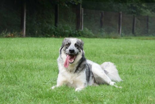 Timo, Mix, 2015