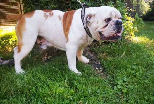 Max, engl. Bulldogge, 2014