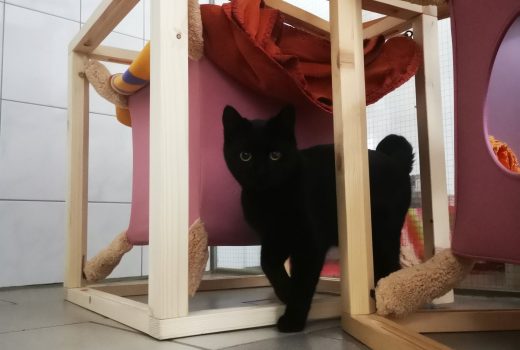 Tina, EHK, geb Juni 2020