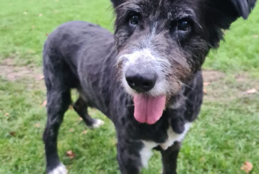 Remus, Mix, 2009