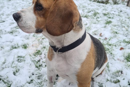 Emmi, Beagle, 2015