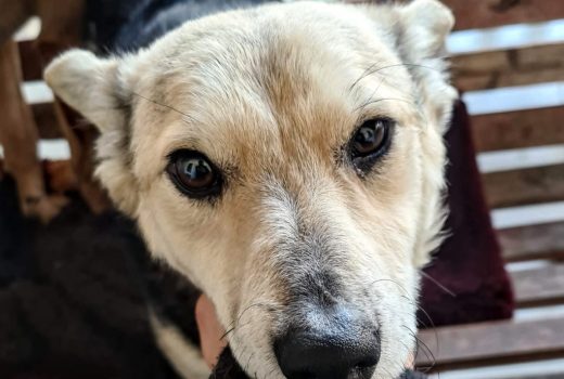 Mausi, Mix, Mai 2019