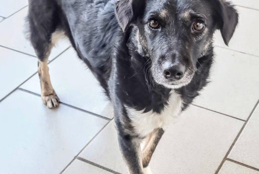 Florica, Mix, Mai 2019