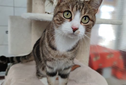 Mollie, EHK, geb. Juni 2019