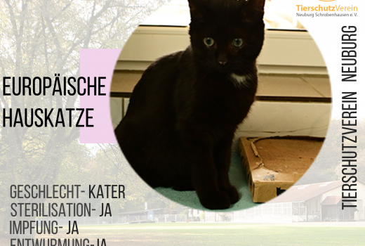 Momo EHK vermittelt