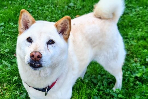 Yuki Shiba Inu – weiblich geb. 2014