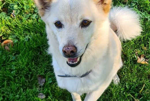 Yukon Shiba Inu – Rüde  Geb. 2016