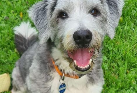 Marley – geb. 18.06.2018
