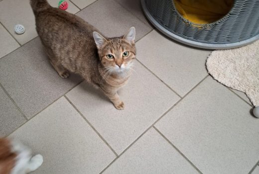 Clementine – EHK geb. 04/24 – vermittelt