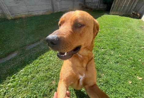 Neun Rottweiler/Malinor Mixe