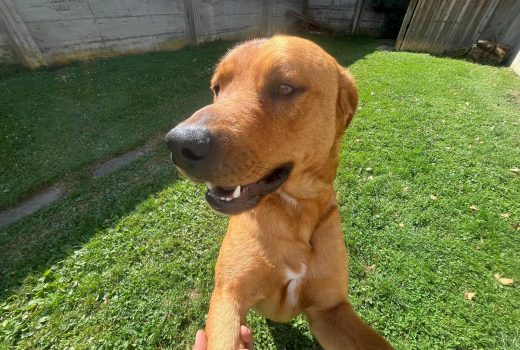Neun Rottweiler/Malinor Mixe