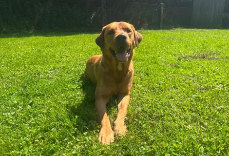 Idefix