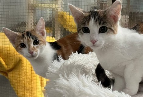 Megan und Scarlett ,geb.15.04.2025