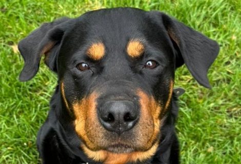 Rottweiler Dame Rosi