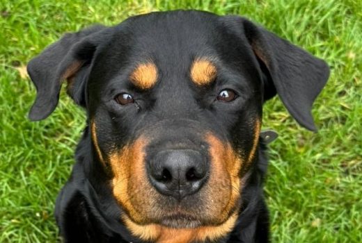 Rottweiler Dame Rosi