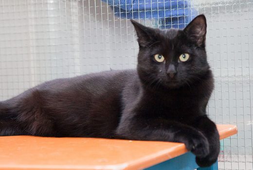 Baghira, EKH, Juni 2015