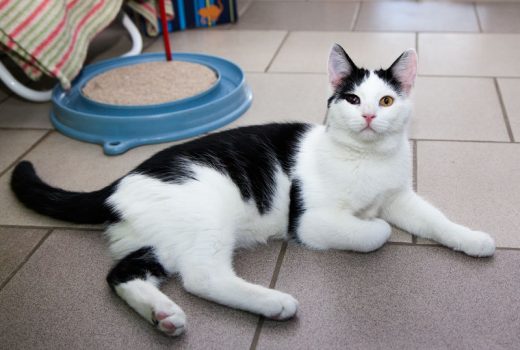 Janosch, EKH, Juni 2015