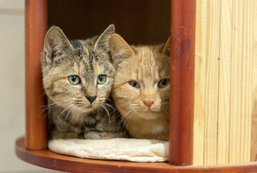 Mathilda und Theo, EKH, 2015