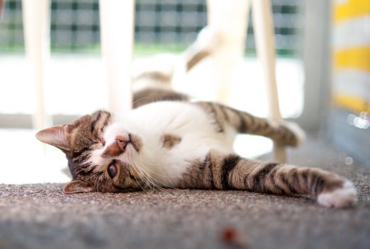 Mirko, EKH, Juni 2015