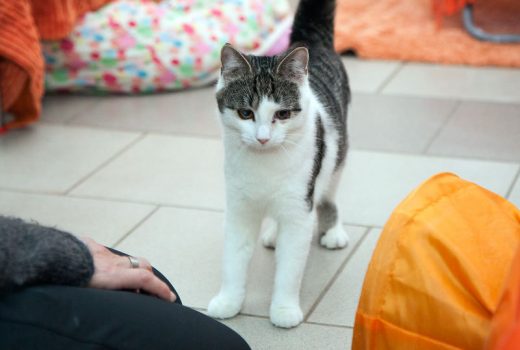 Quirin, EKH, Juni 2015