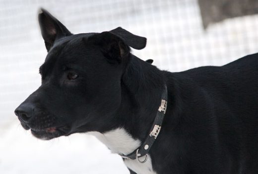 Robby, Labi Mix, Jan. 2011