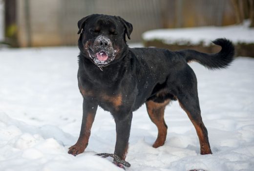 Ticco, Rottweiler, 15.02.2015