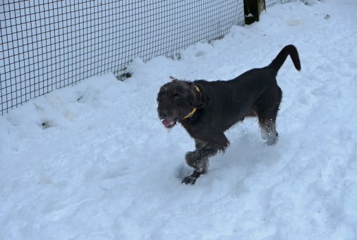 Fido, Drahthaar Viszla Mischling, 2010