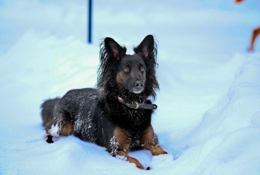 Mila, Mischling, geb. 2012